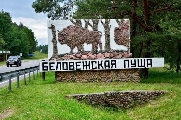 Белоруссия парк Беловежская пуща