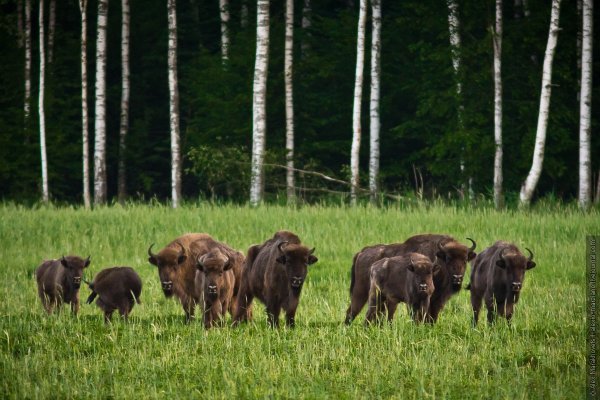 Беловежская пуща зубры