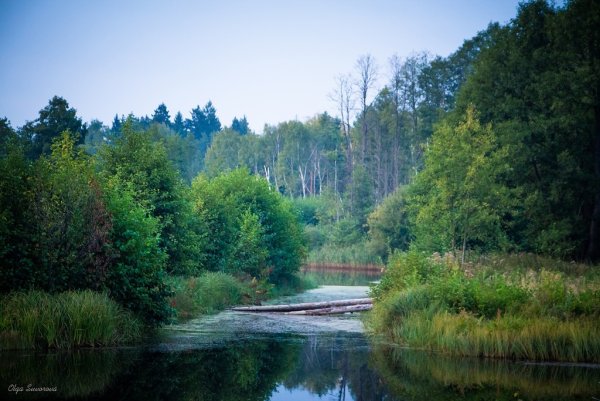 Беловежская пуща Беларусь