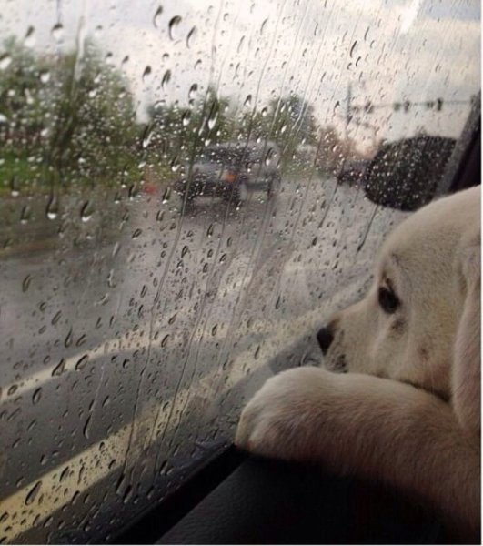 Дождливое утро животные