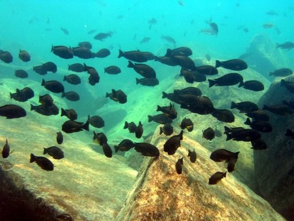 Рыбы озера Танганьика