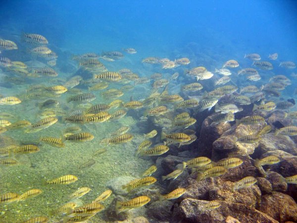 Озеро Танганьика