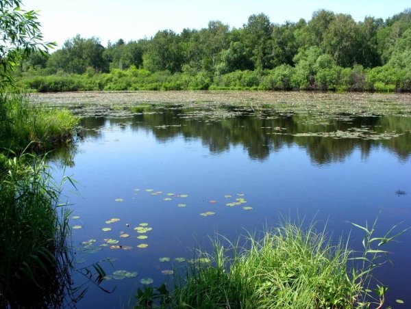 Киприно Алтайский край речка, пруд, озеро