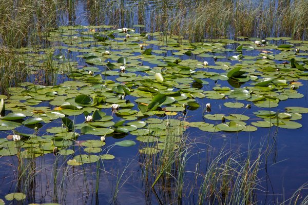 Ряска Болотная Тина