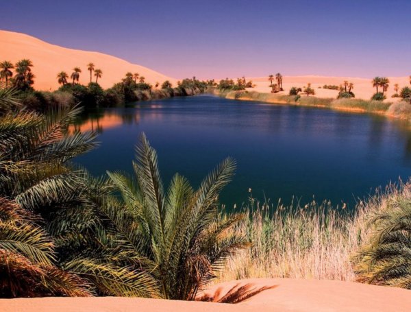 Ливия Оазис