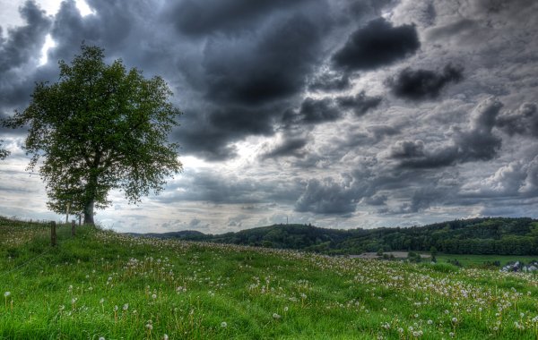Пасмурное небо деревья