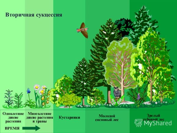 Экосистема лес для дошкольников