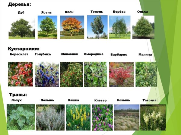 Кустарники названия