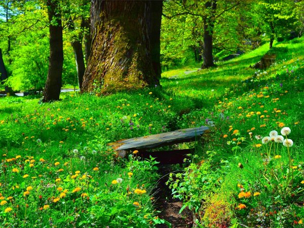 Лето в лесу