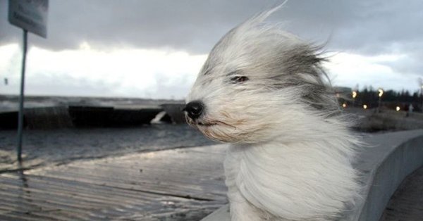 Кота сдувает ветром