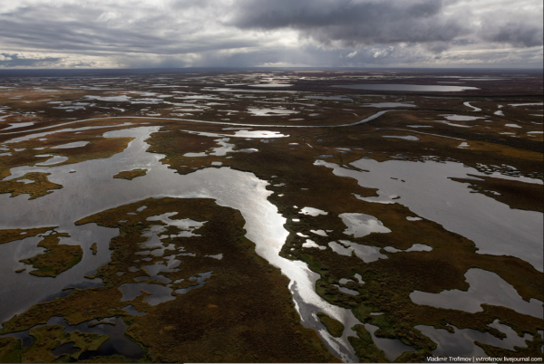 Болотистая тундра