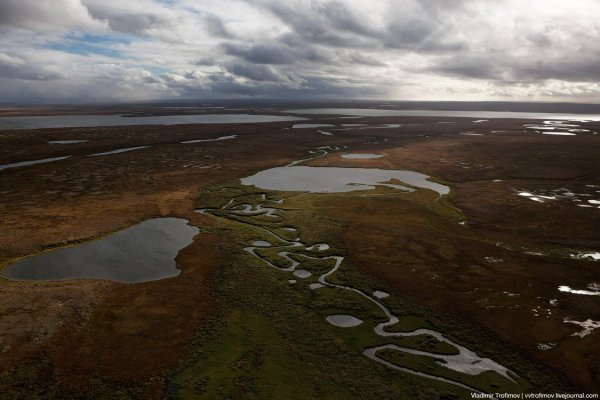 Заболоченная тундра