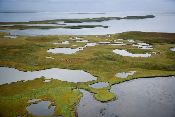 Болотистая тундра