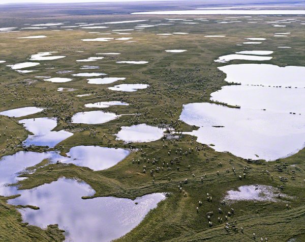 Термокарстовые озера Таймыр