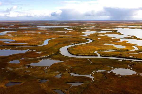 Болотистая тундра