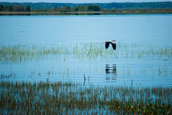 Заповедник Галичский Костромская