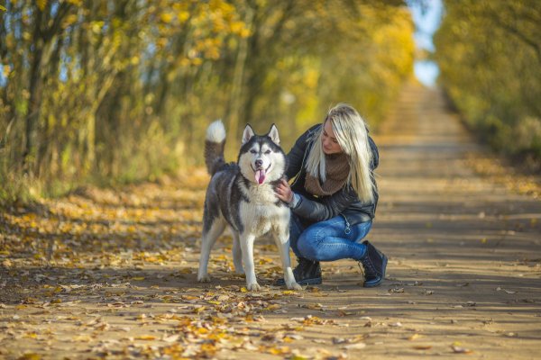 Прогулка с собакой осень