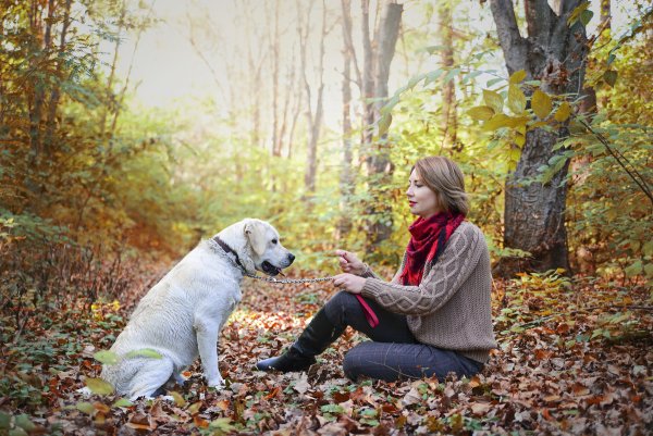 Прогулка с собакой осенью