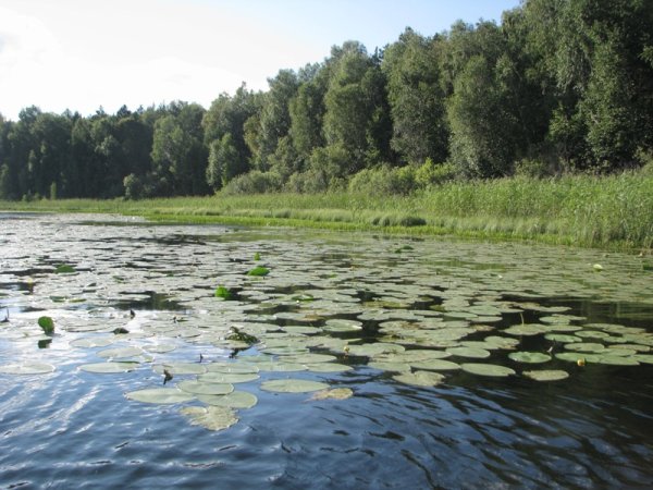 Озеро Линево кувшинки