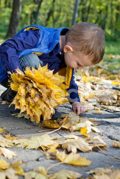 Осень дети собирают листья