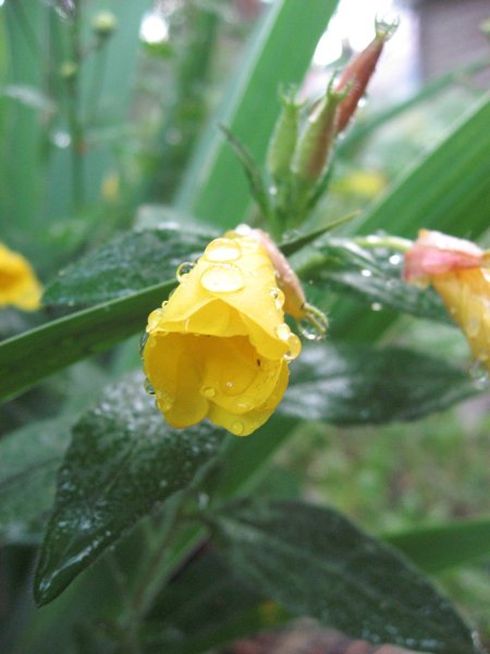 Солнечного настроения в любую погоду