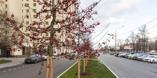 Благоустройство осенью в Москве кусты