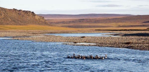 Таймыр река Пясина