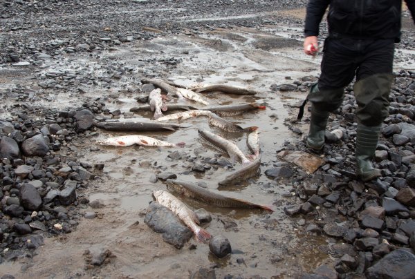 Озеро Пясино рыбалка