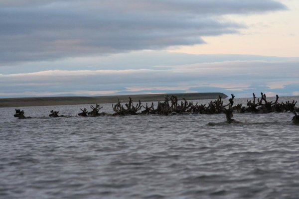 Рыбалка на Таймыре на реке Пясино