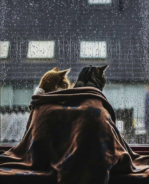 Одинокий кот