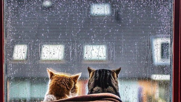 Доброе утро дождь за окном