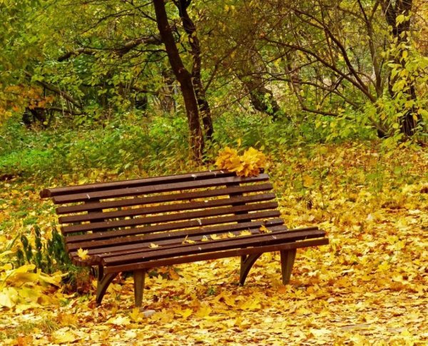 Ульяновский дендропарк лавочки