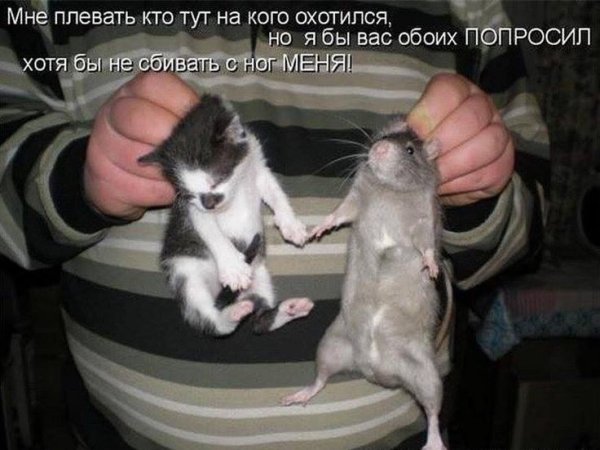 Крысы юмор и коты