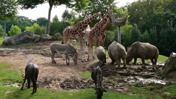 Beauval Zoo Франция