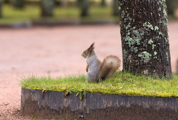 Обитатели парка