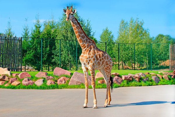 Зоопарк Лимпопо Нижний Новгород