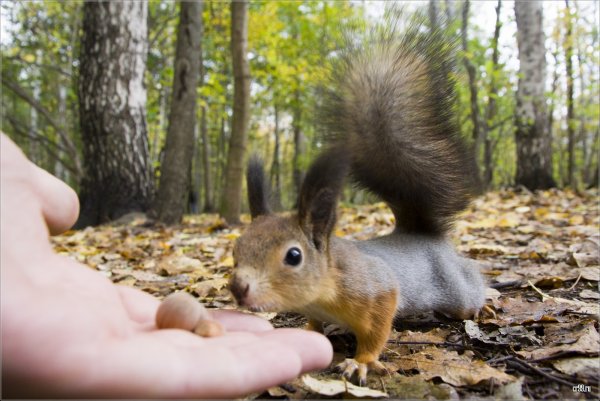 Парк Белочка Московская область