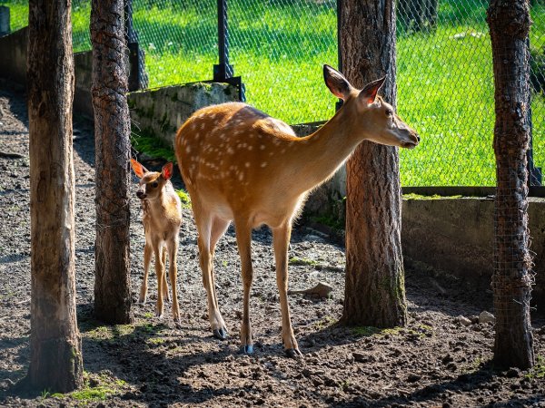 Парк Флоры и фауны роев ручей в Красноярске