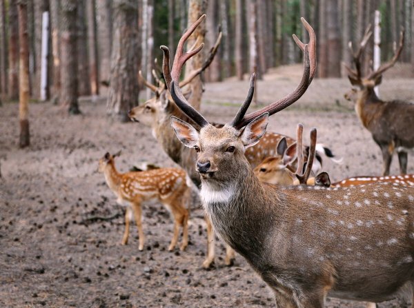 Национальный природный парк "Орловское Полесье"