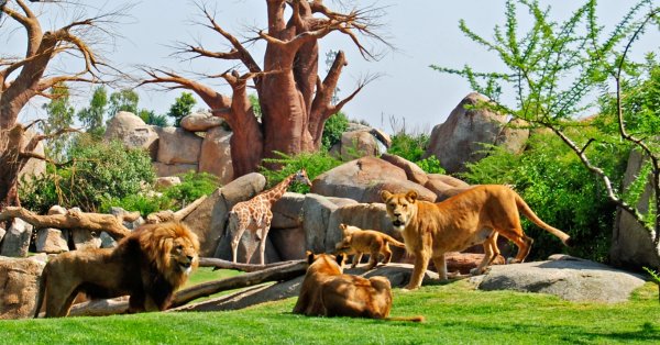 Биопарк Валенсии в Испании