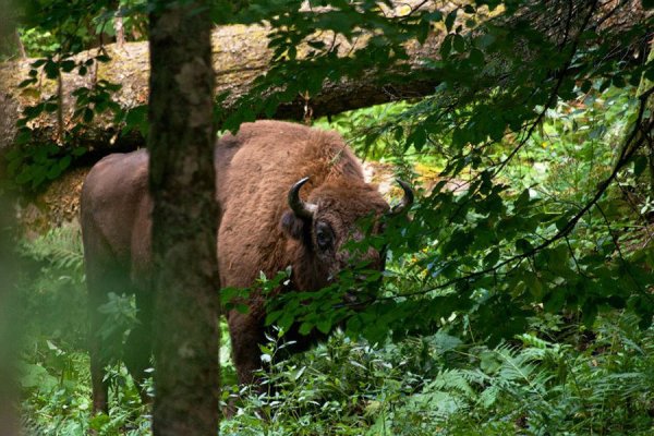Кавказский биосферный заповедник ЗУБР