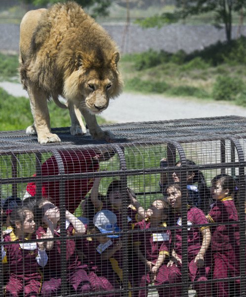 Зоопарк Safari Lion Zoo в Чили.