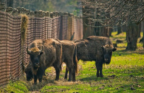 Приокско-Террасный биосферный заповедник ЗУБР
