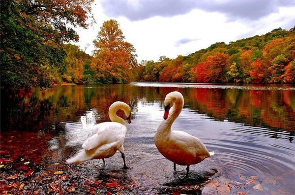 Лебеди осенью