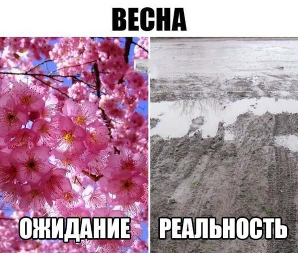 Мемы про Весту