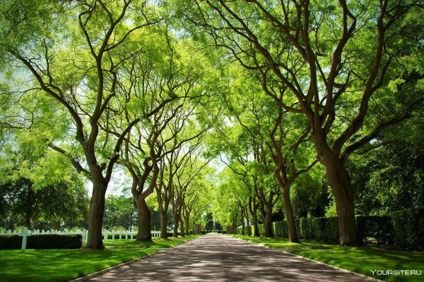 Деревья в парке