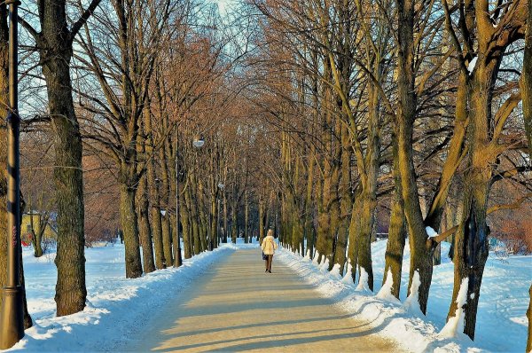 Заснеженная Липовая аллея