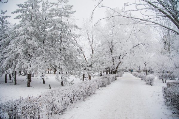 Заснеженные деревья в городе