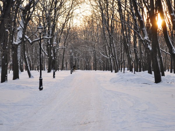 Зимний лесопарк