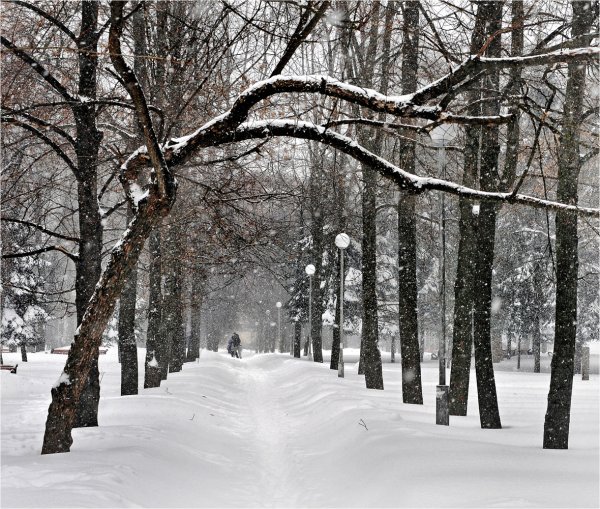 Приютино парк зимний парк